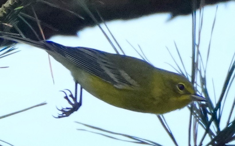 Pine Warbler - ML641867736