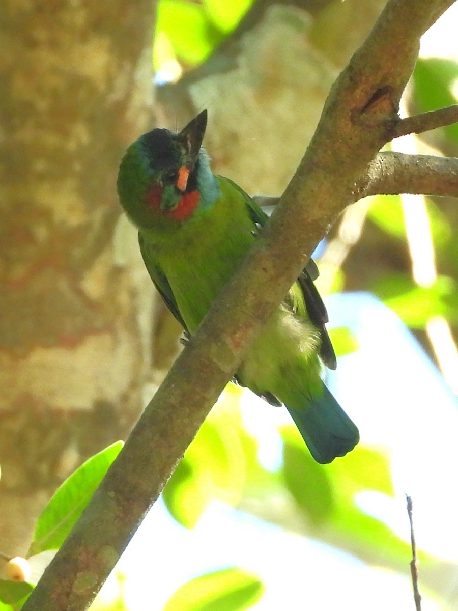 Blue-eared Barbet - ML641867757
