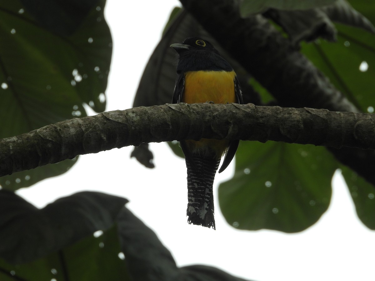 Gartered Trogon - ML641867793