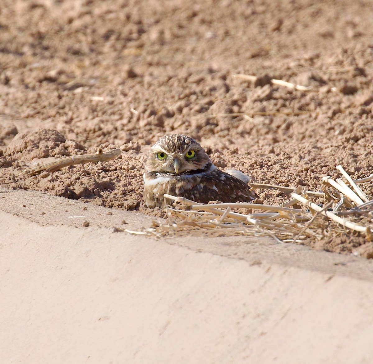 Burrowing Owl - ML641867794