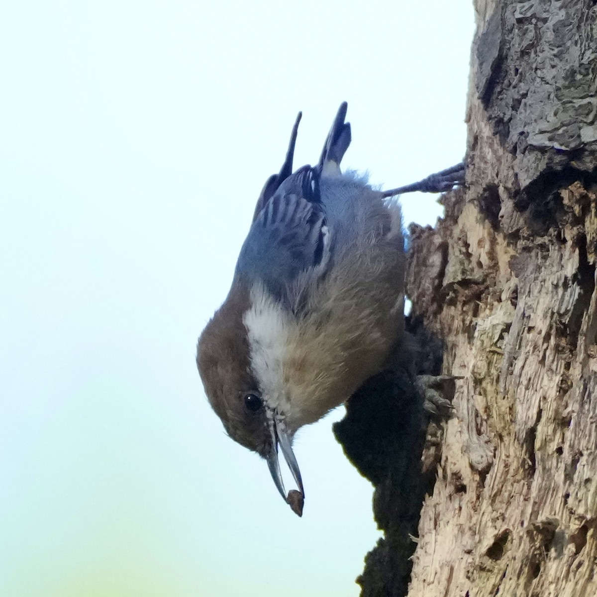 Brown-headed Nuthatch - ML641867802