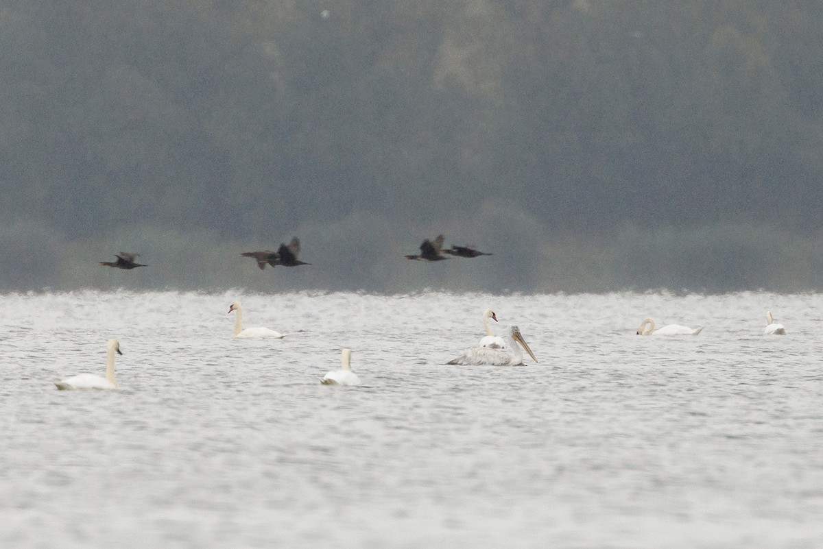 Dalmatian Pelican - ML641867808