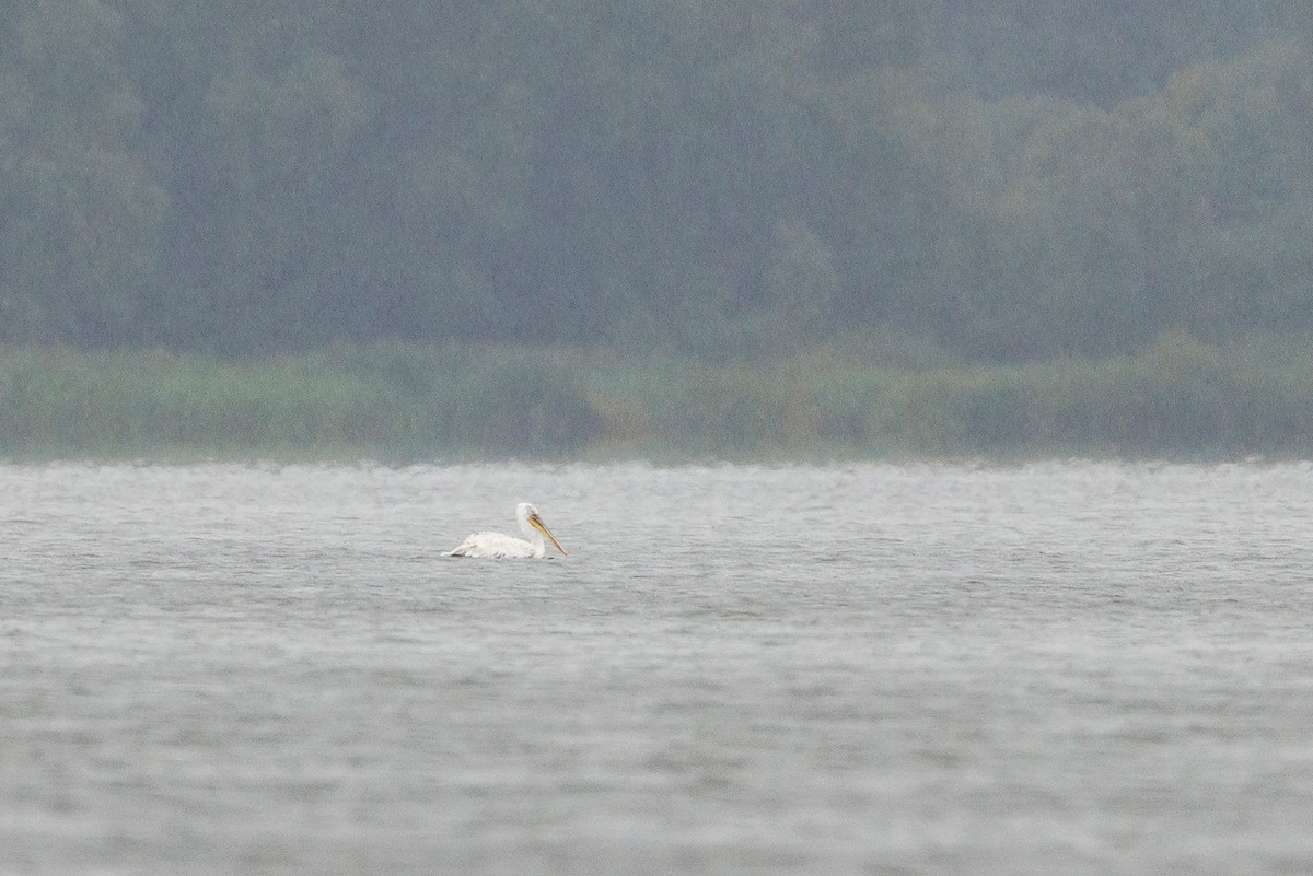 Dalmatian Pelican - ML641867809