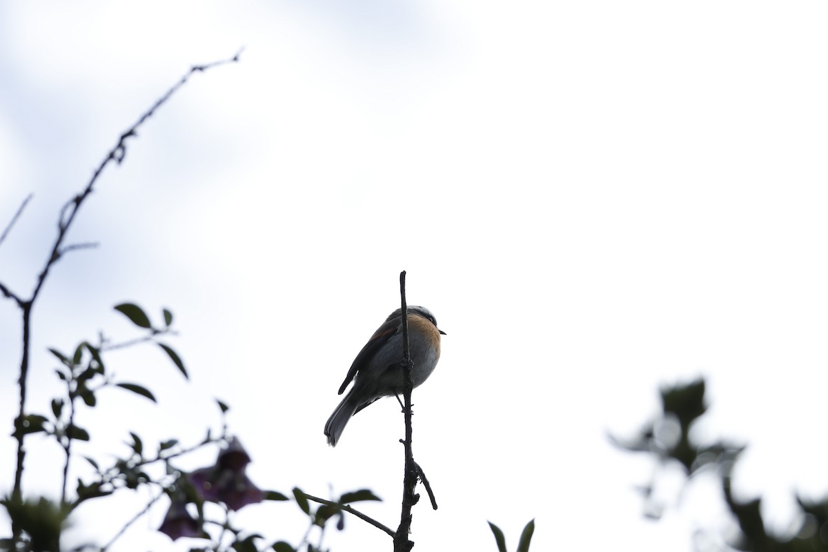 Rufous-breasted Chat-Tyrant - ML641867837