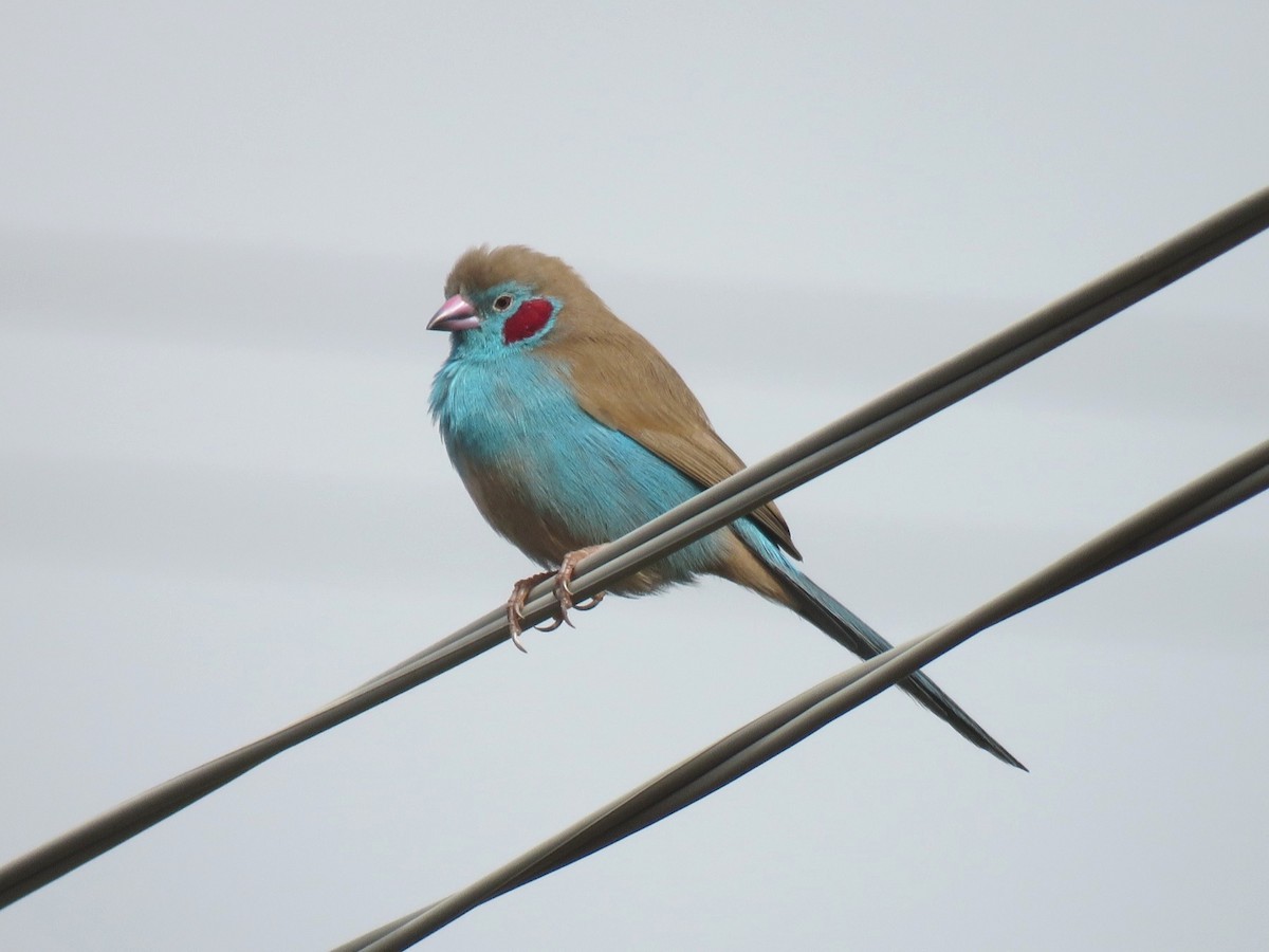 セイキチョウ - ML641867851