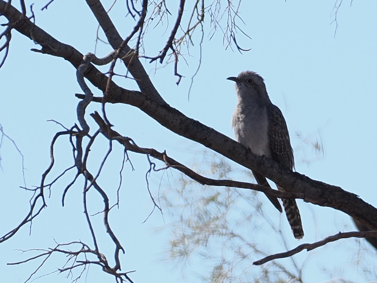 Pallid Cuckoo - ML641867854