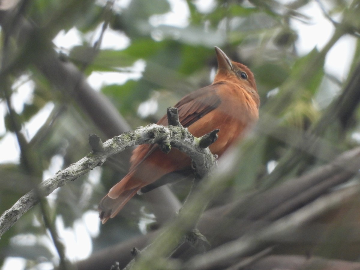 Summer Tanager - ML641867855