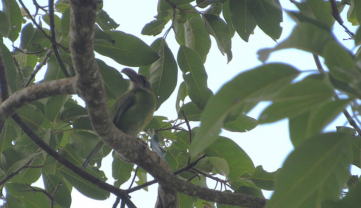 Groove-billed Toucanet - ML641867856