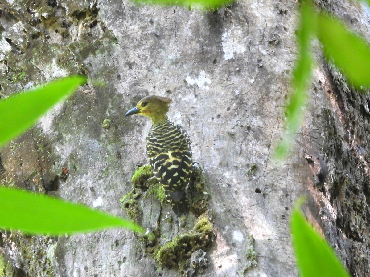 Buff-rumped Woodpecker - ML641867874