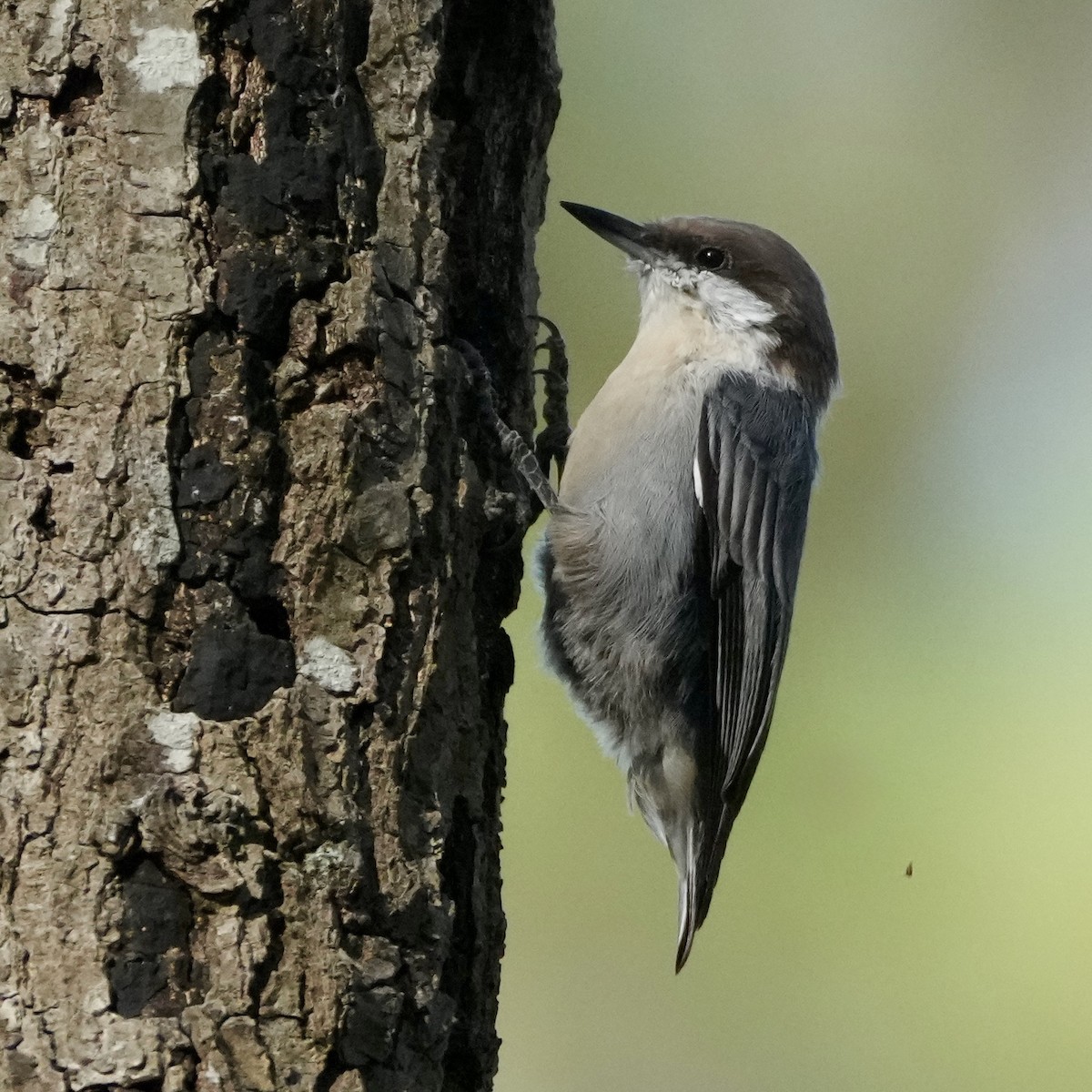 Brown-headed Nuthatch - ML641867922