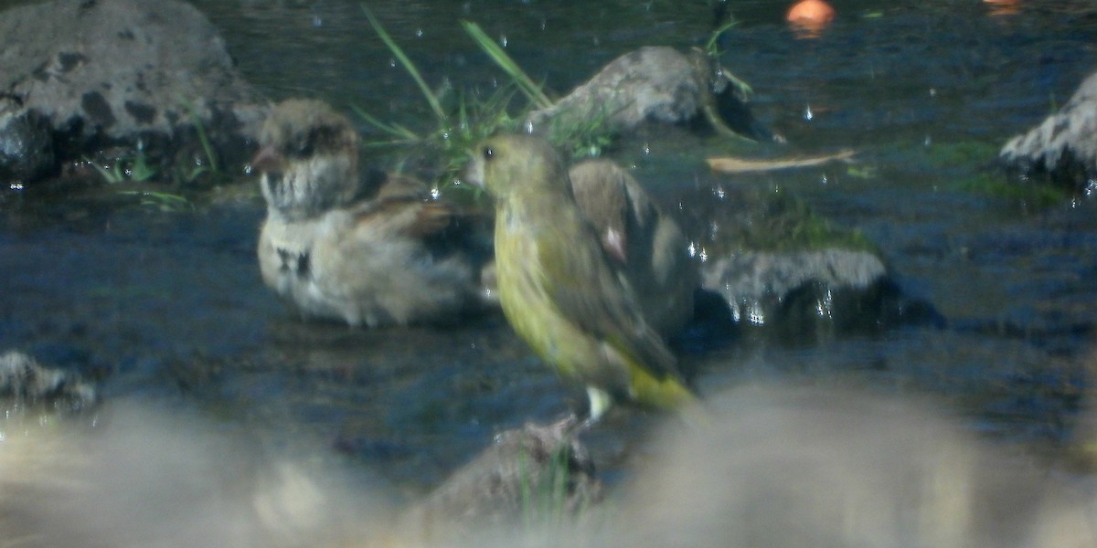 European Greenfinch - ML641867926