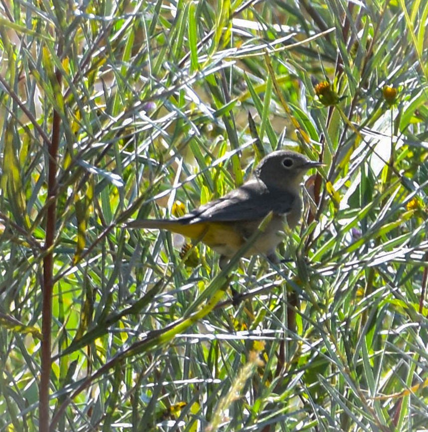 Virginia's Warbler - ML641867928