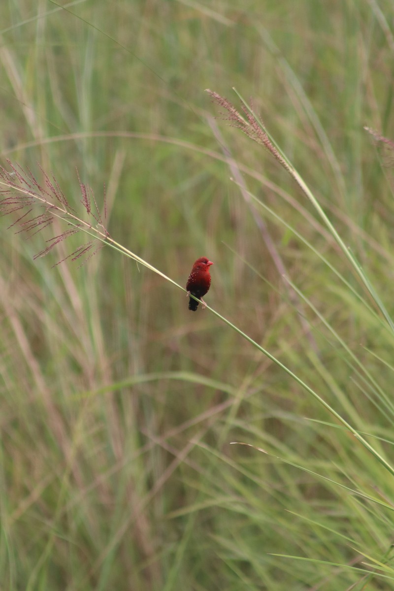 Bengali rouge - ML641867948