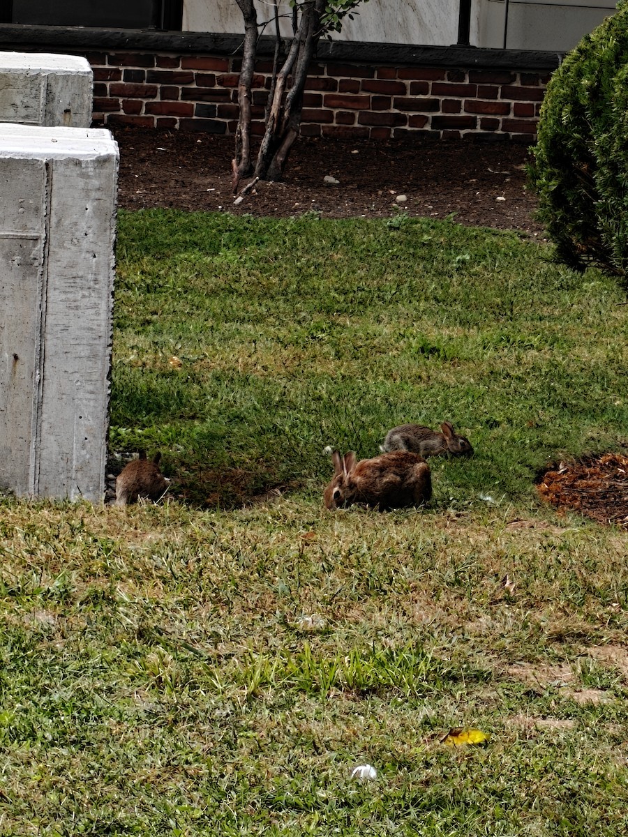 Cottontail Rabbits - ML641867949