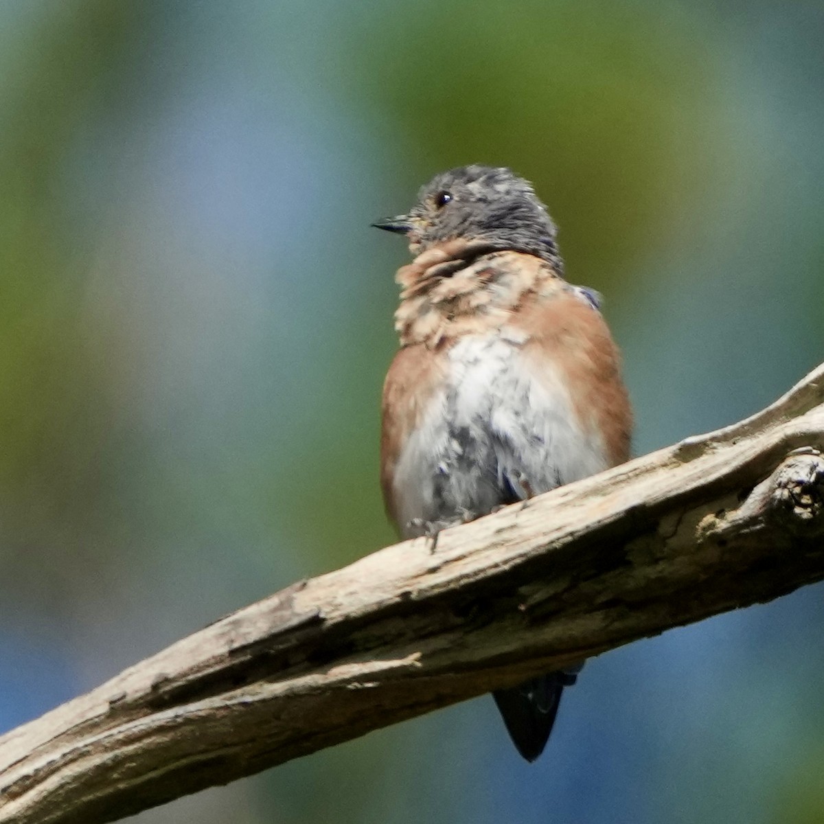 Eastern Bluebird - ML641867950
