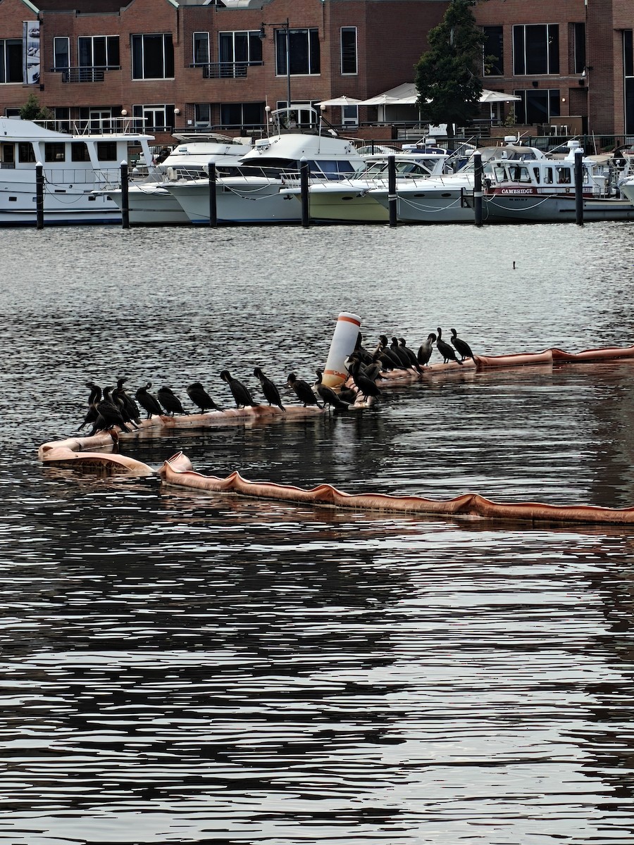 Double-crested Cormorant - ML641867954