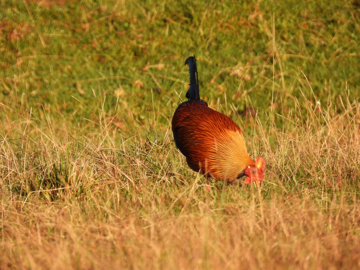 Sri Lanka Junglefowl - ML641867957