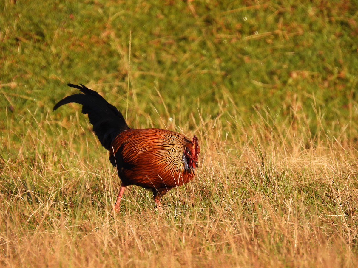 Sri Lanka Junglefowl - ML641867958