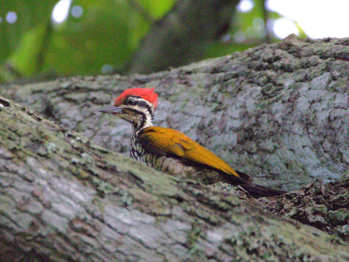 Common Flameback - ML641867966