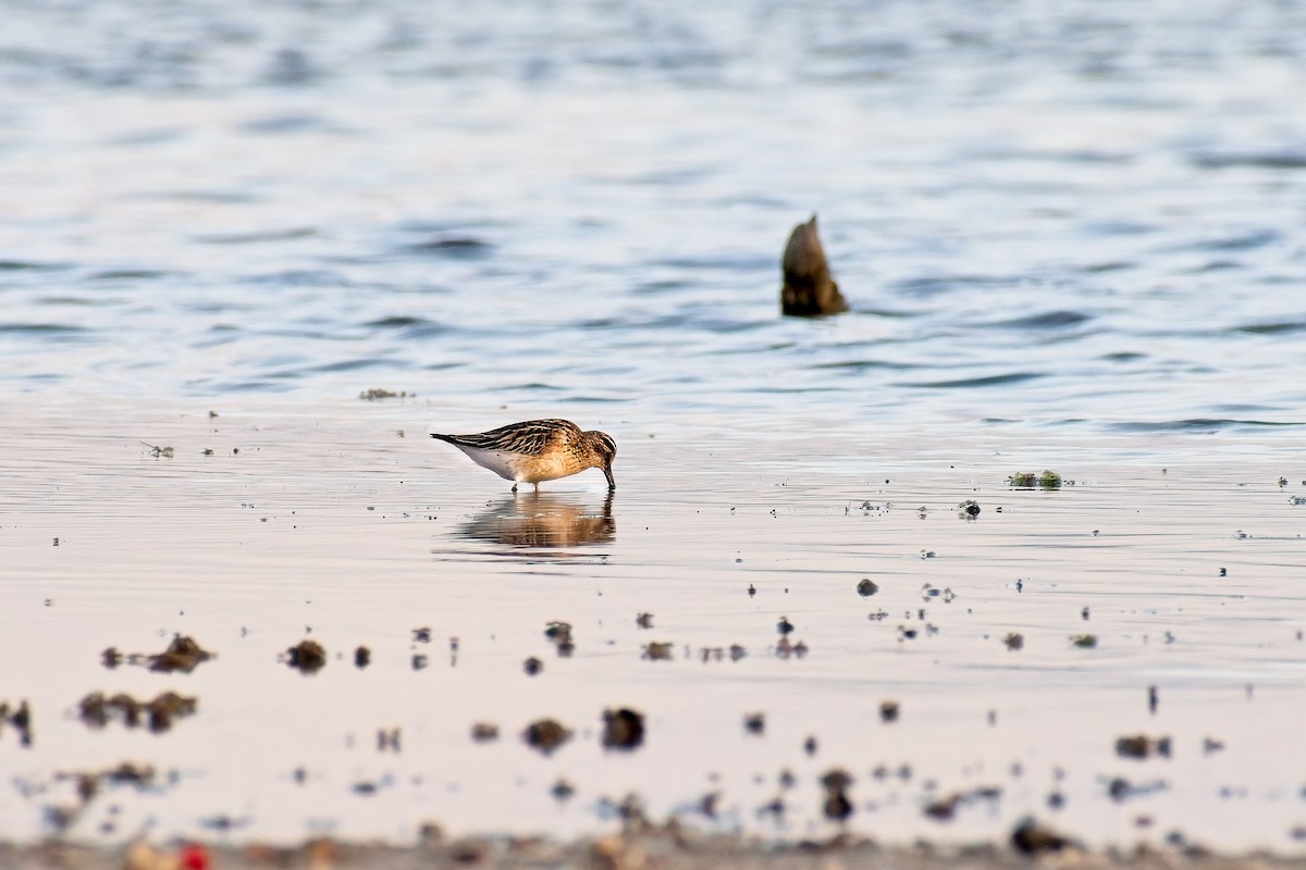 Broad-billed Sandpiper - ML641867971