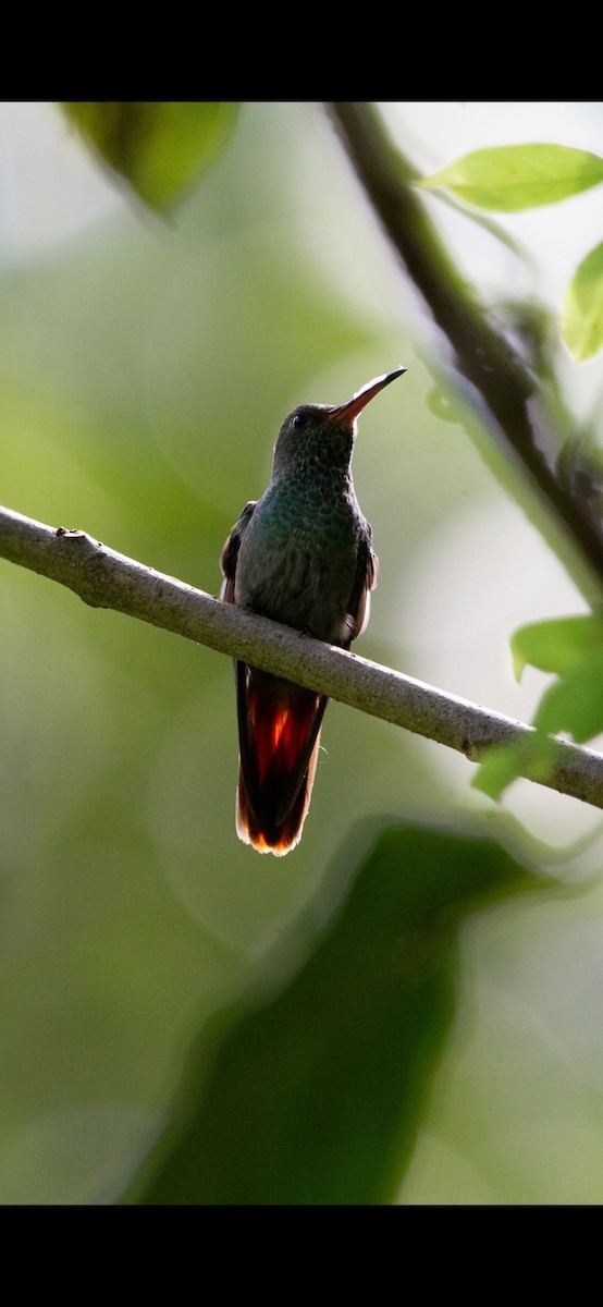 Rufous-tailed Hummingbird - ML641867998