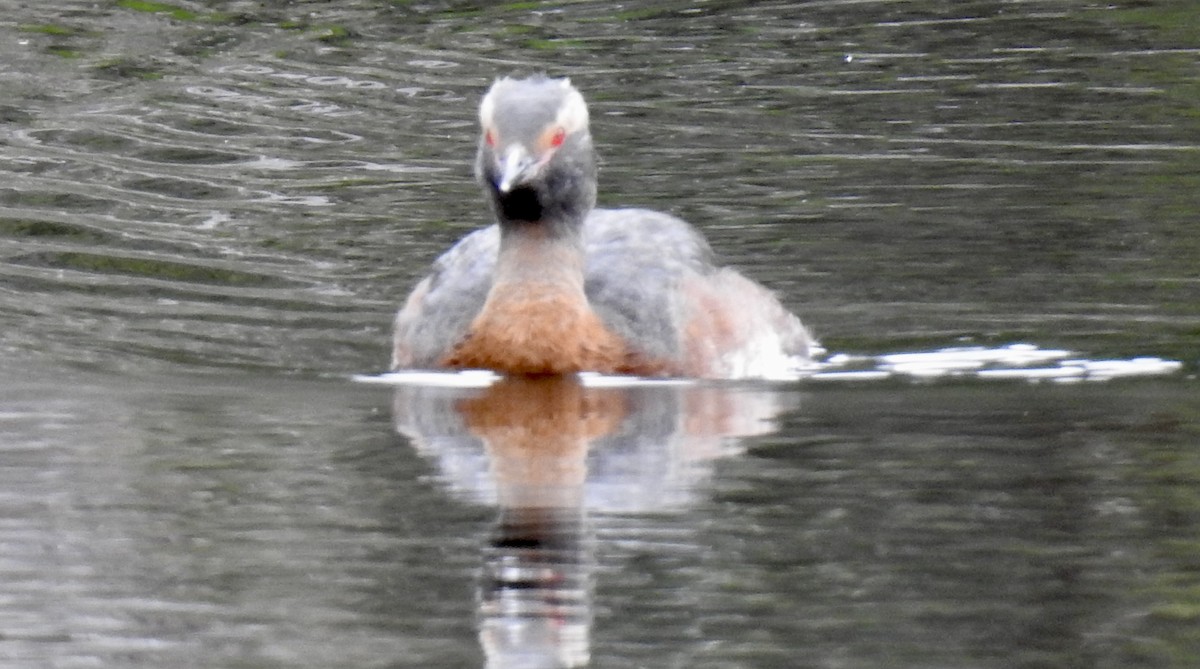 Horned Grebe - ML641868007