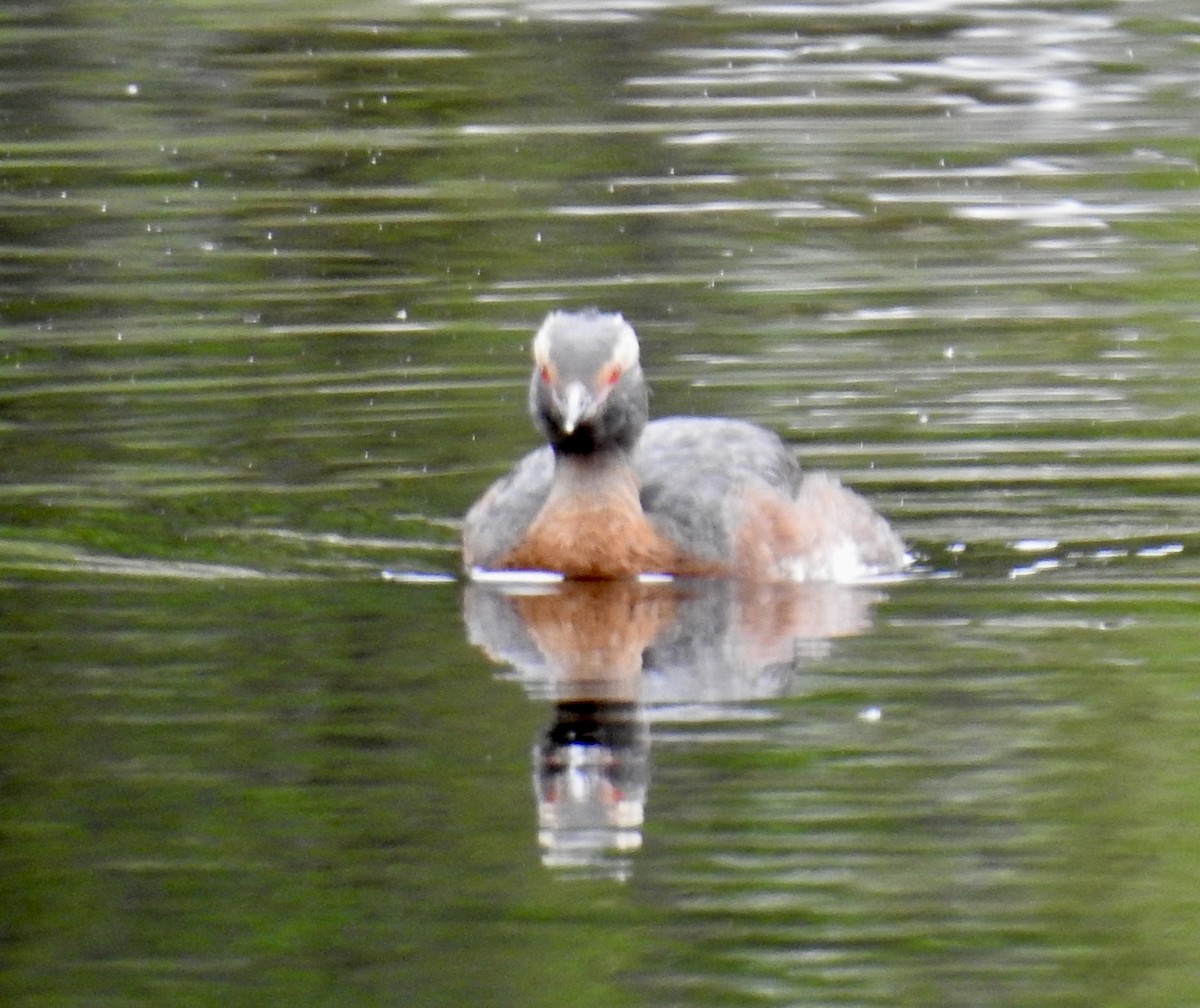 Horned Grebe - ML641868010