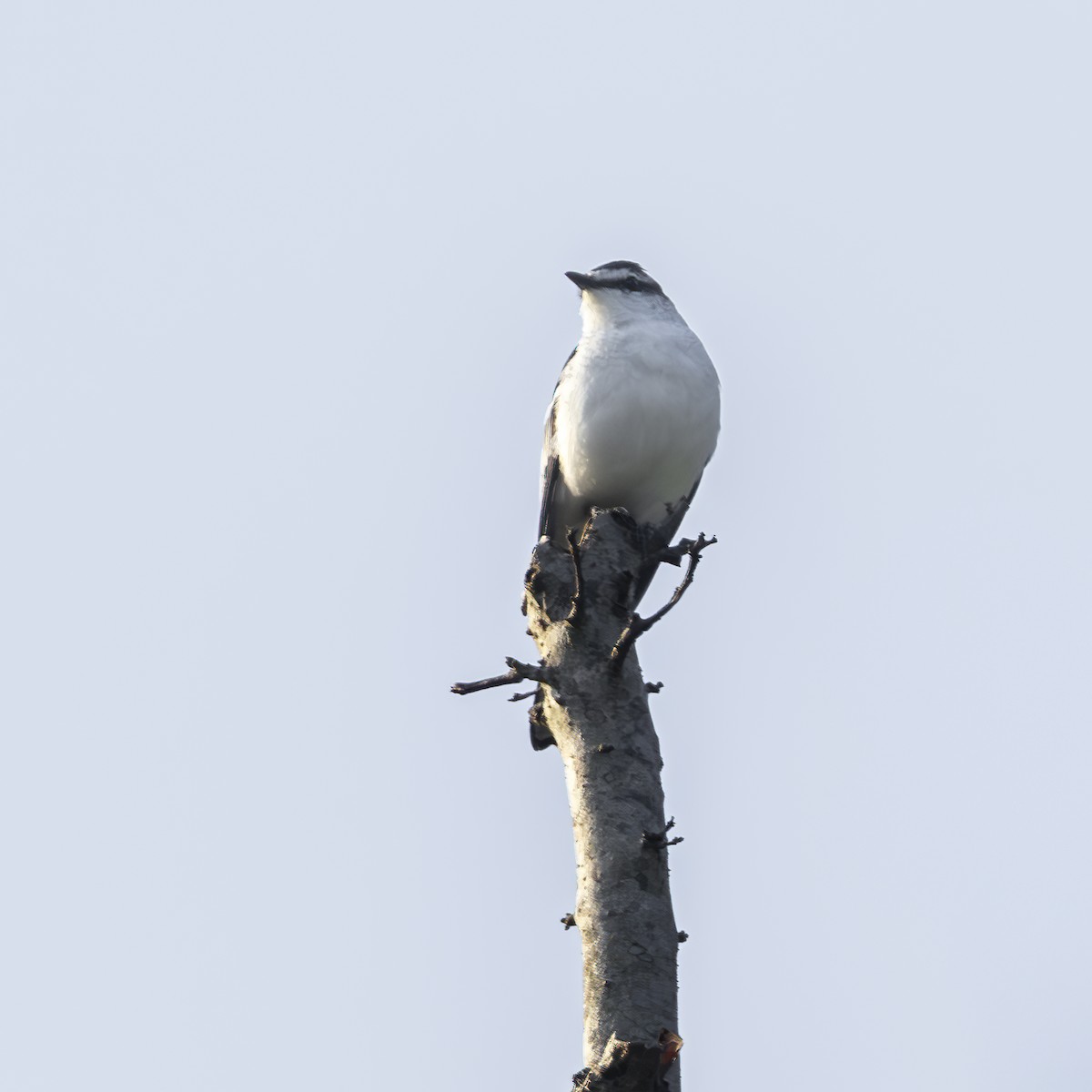 White-shouldered Triller - ML641868014