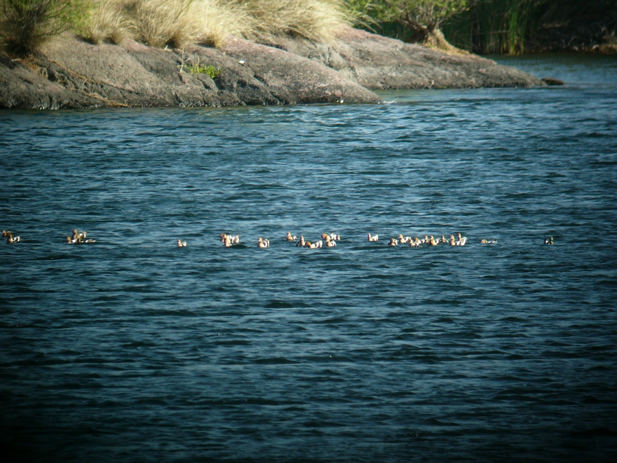 Avocette d'Amérique - ML641868015