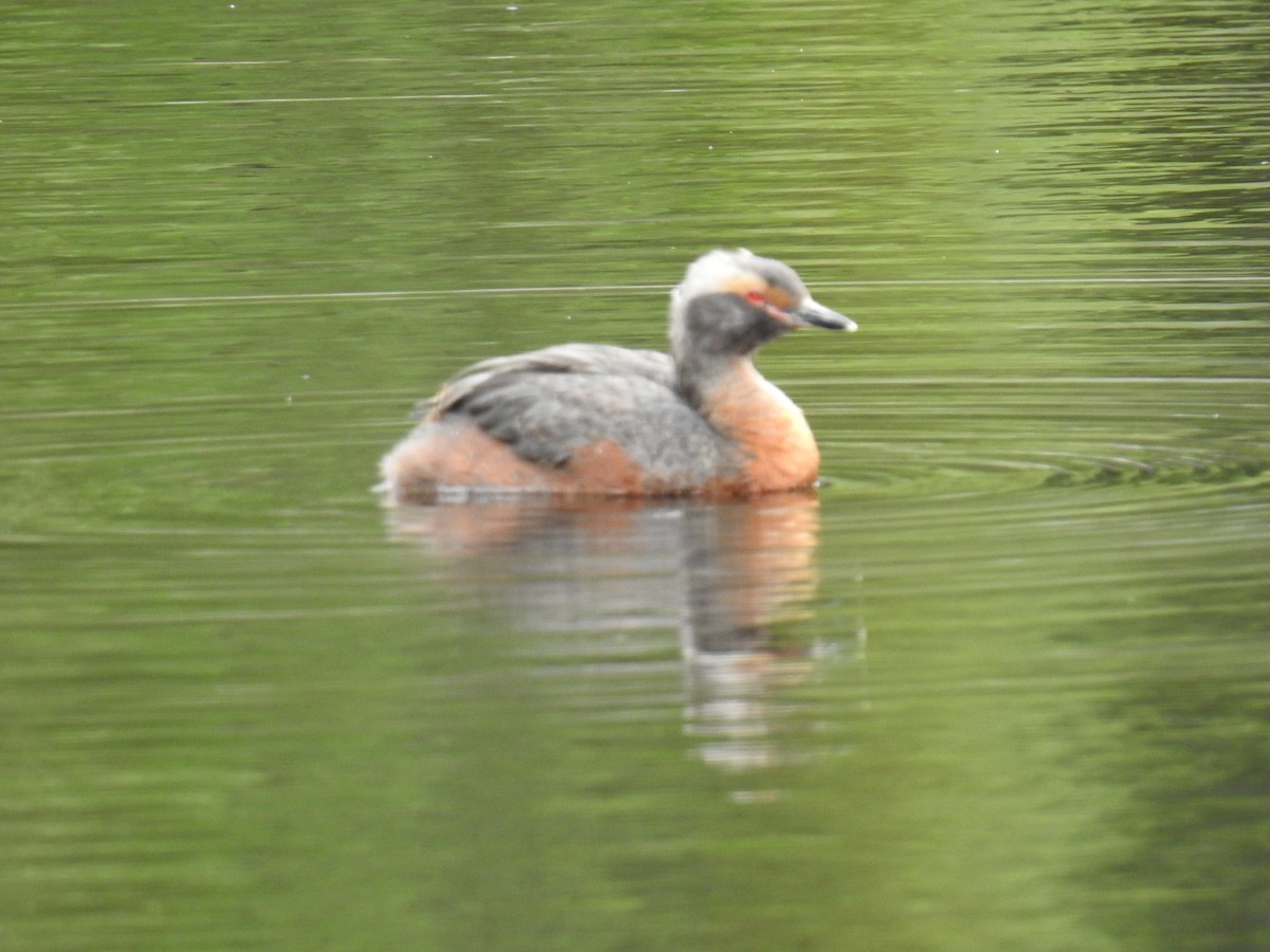 Horned Grebe - ML641868016