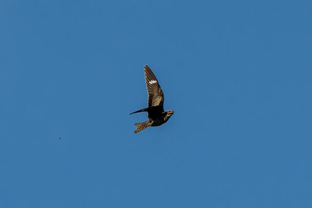 Common Nighthawk - ML641868027