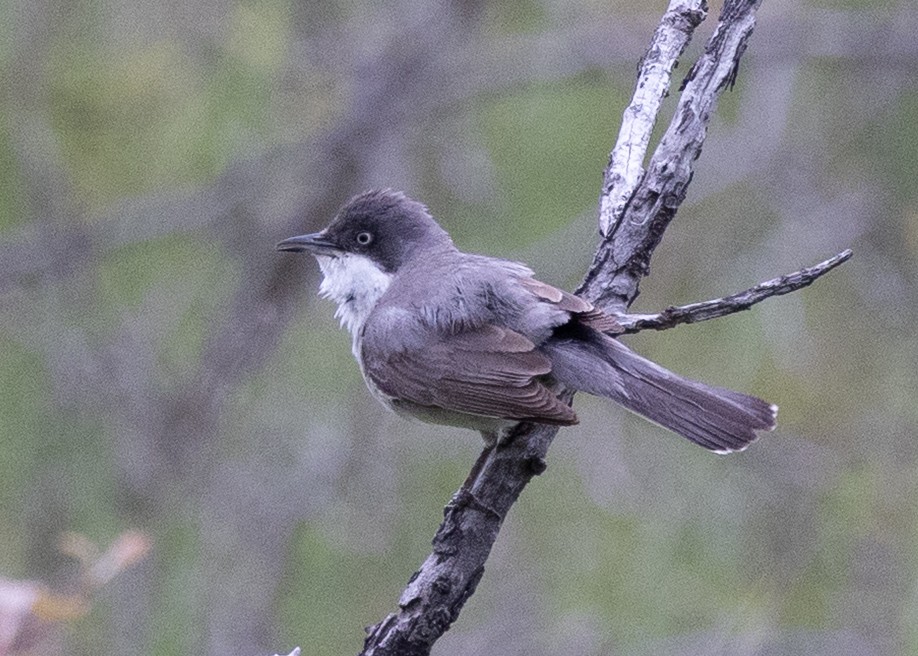 Eastern Orphean Warbler - ML641868046