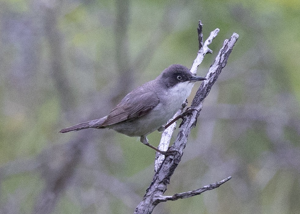 Eastern Orphean Warbler - ML641868047