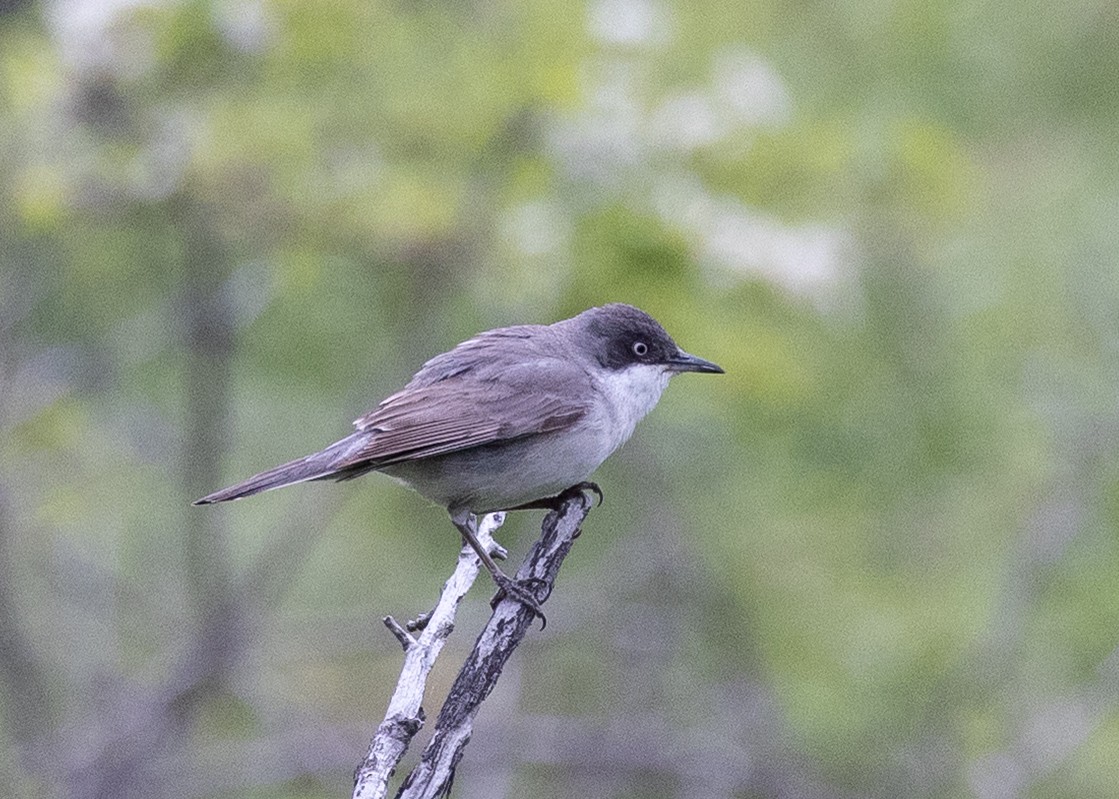 Eastern Orphean Warbler - ML641868048