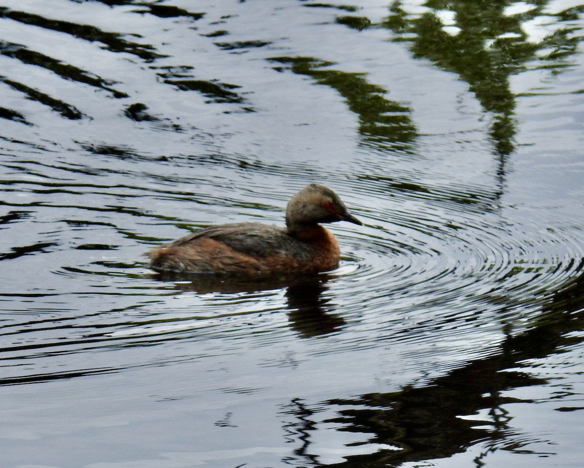 Horned Grebe - ML641868065