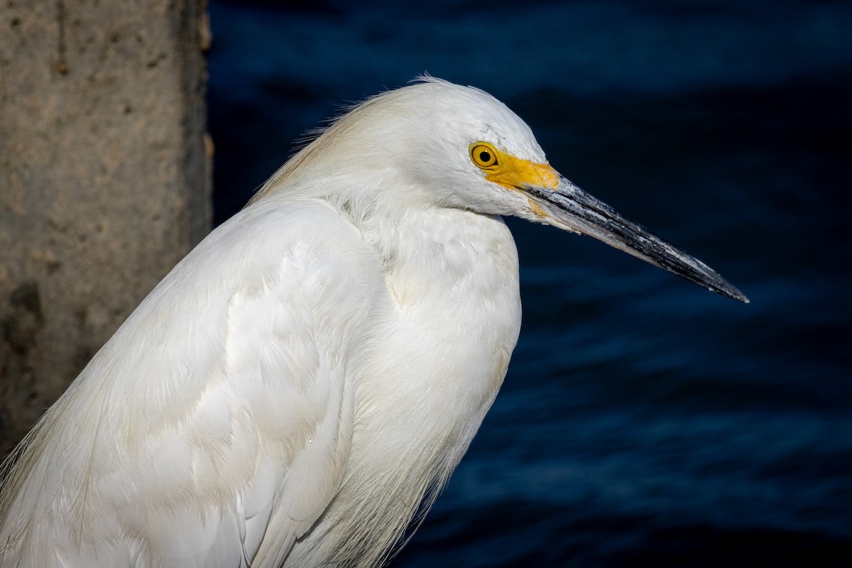 Snowy Egret - ML641868066
