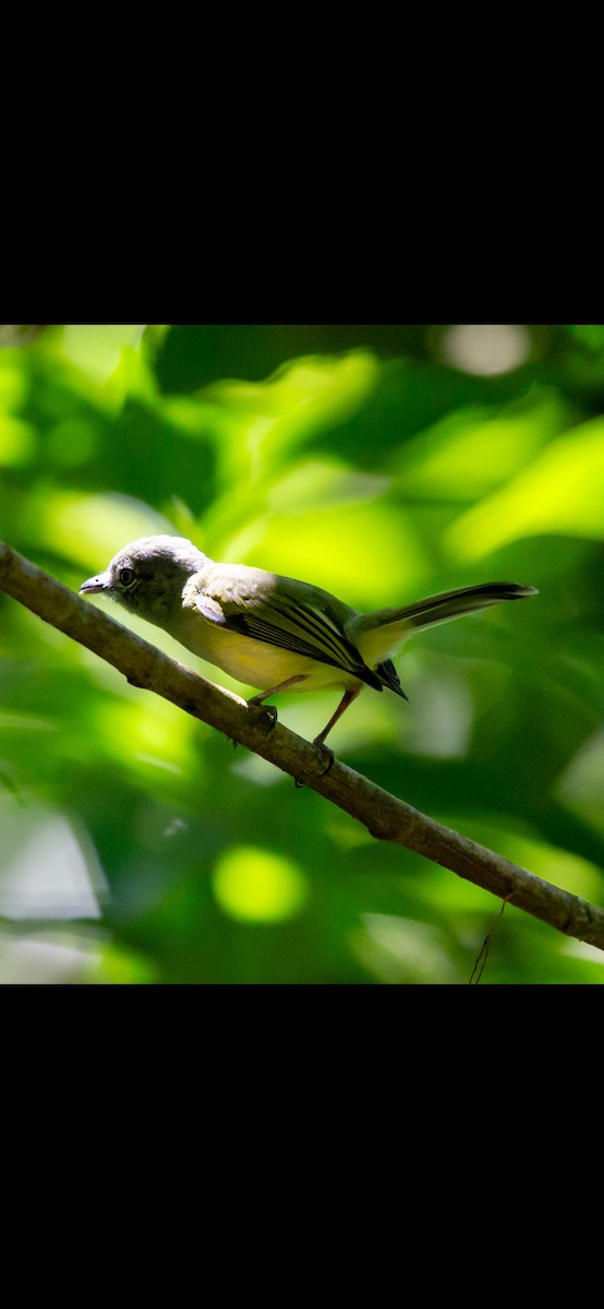 Yellow-olive Flatbill - ML641868072