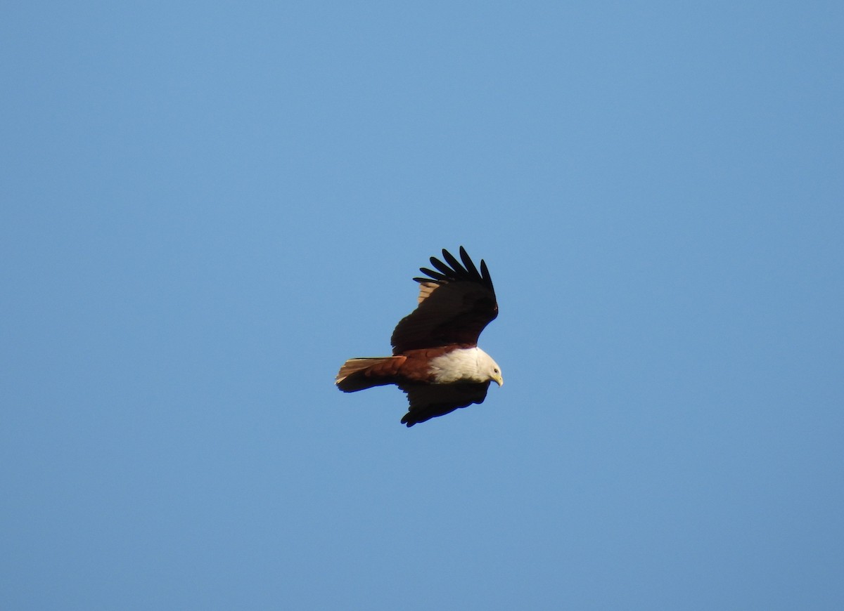 Brahminy Kite - ML641868077