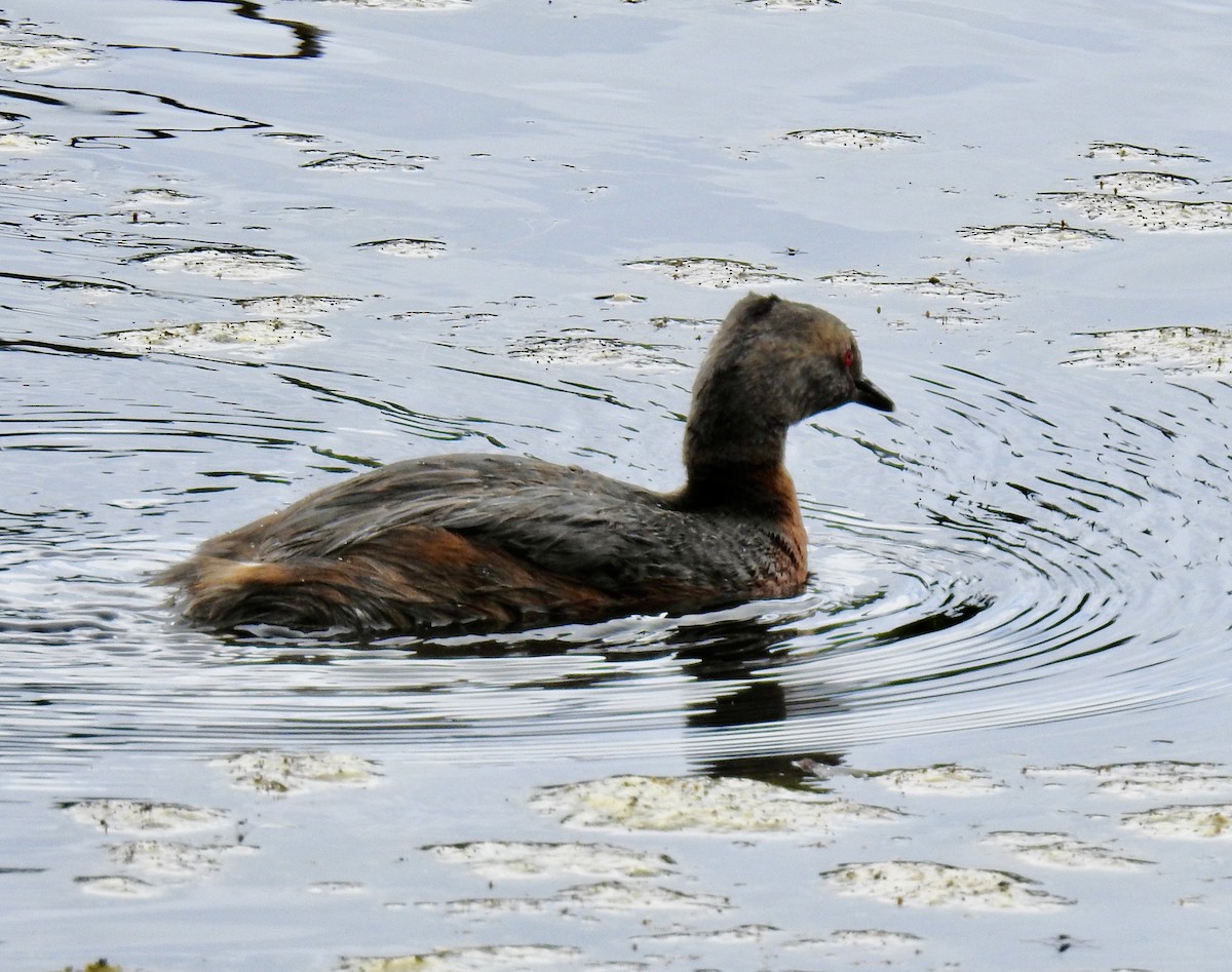 Horned Grebe - ML641868099