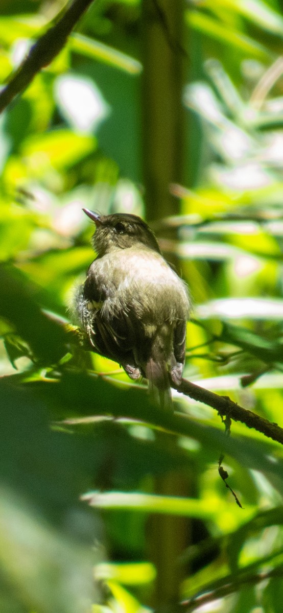 Yellow-bellied Flycatcher - ML641868110