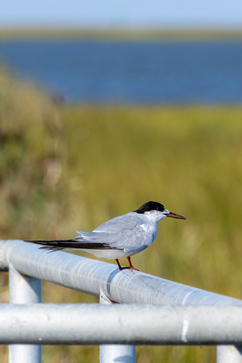 Common Tern - ML641868111