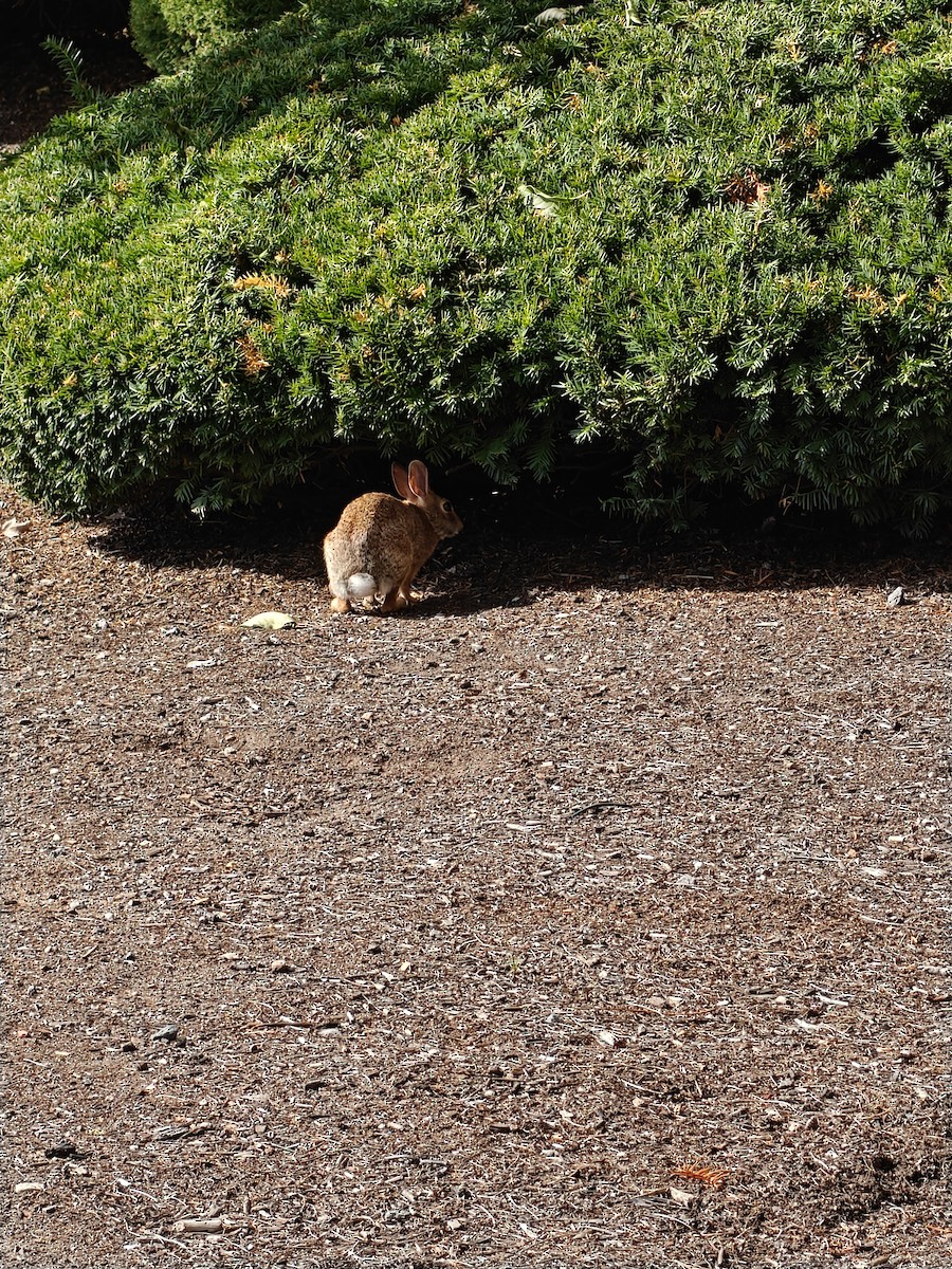 Animals - ML641868119