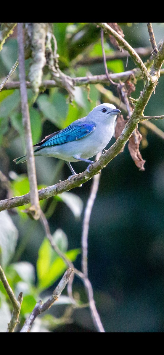 Blue-gray Tanager - ML641868121