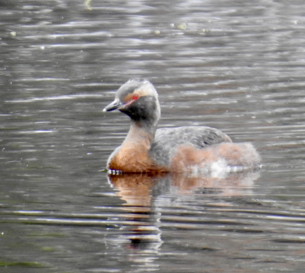 Horned Grebe - ML641868135