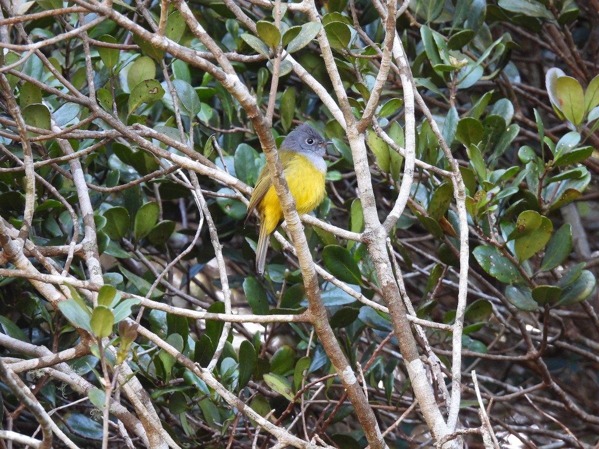 Gray-headed Canary-Flycatcher - ML641868136