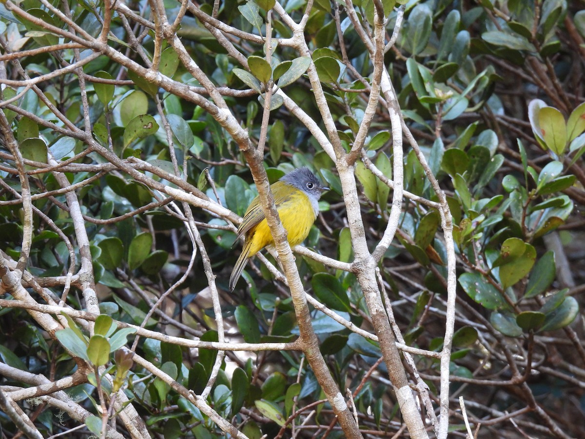 Gray-headed Canary-Flycatcher - ML641868137