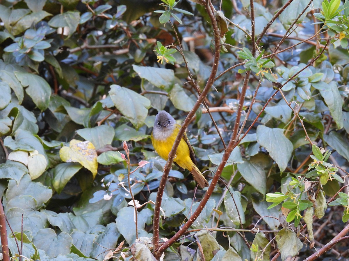 Gray-headed Canary-Flycatcher - ML641868138