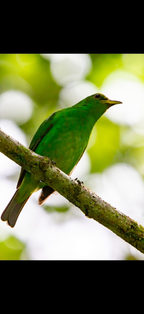 Kappennaschvogel - ML641868139