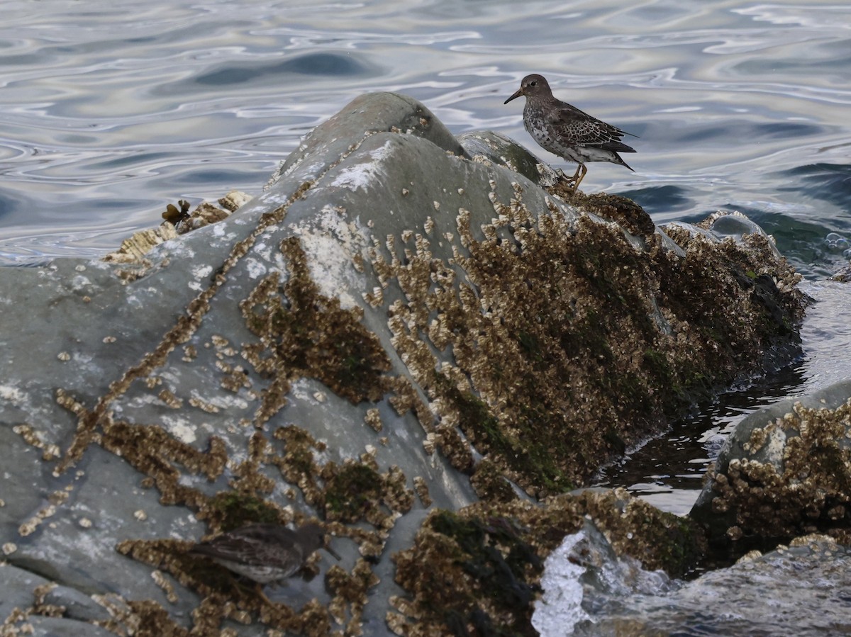 Rock Sandpiper - ML641868147