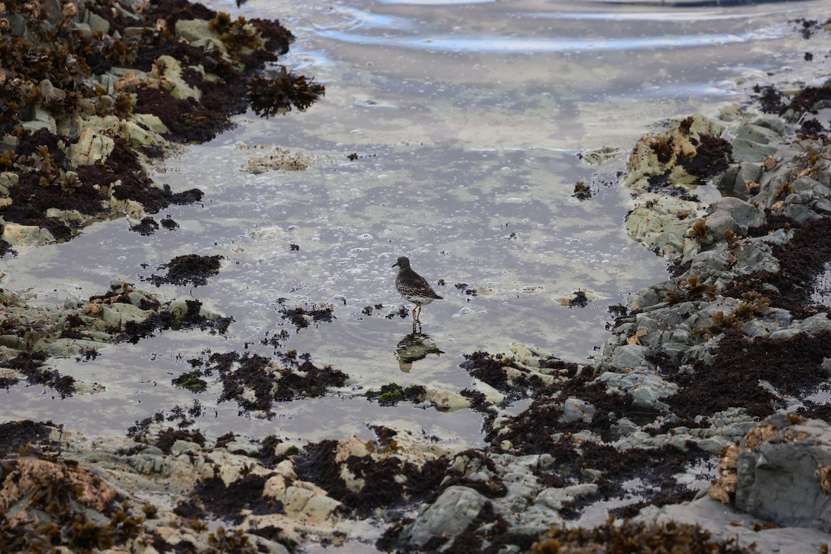 Rock Sandpiper - ML641868148